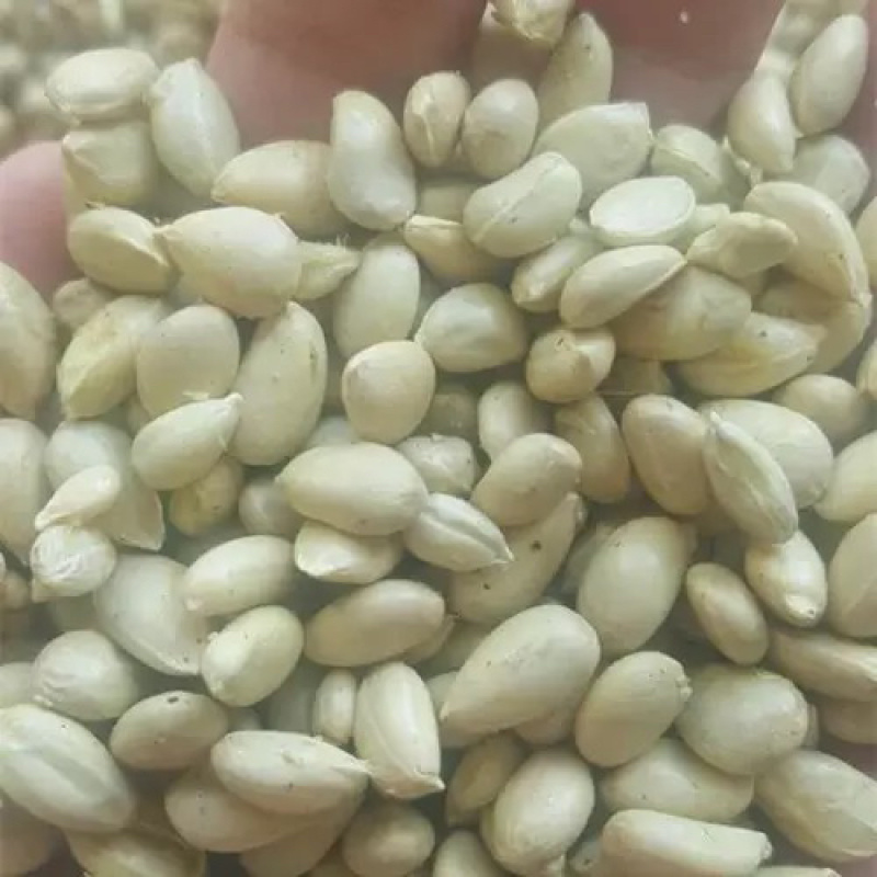 枳壳种子枸橘种子嫁接砧木种子小叶香橙种子