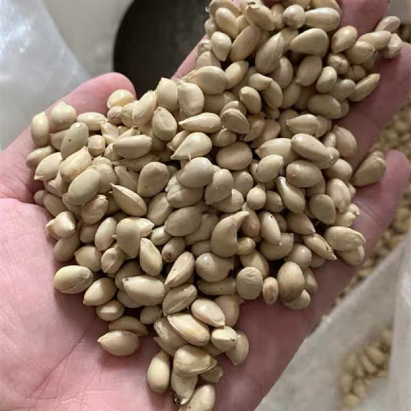 枳壳种子枸橘种子嫁接砧木种子小叶香橙种子