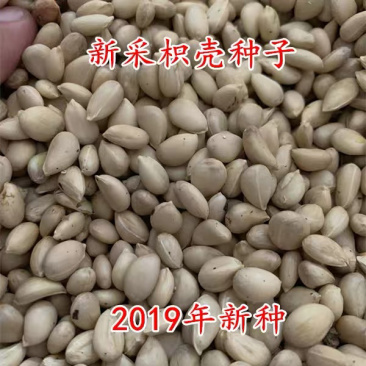 枳壳种子枸橘种子嫁接砧木种子小叶香橙种子