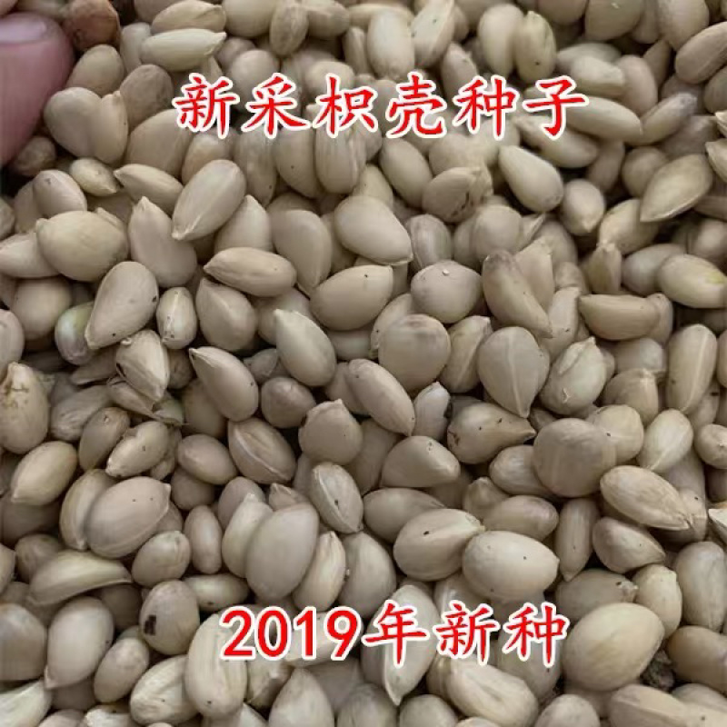 枳壳种子枸橘种子嫁接砧木种子小叶香橙种子