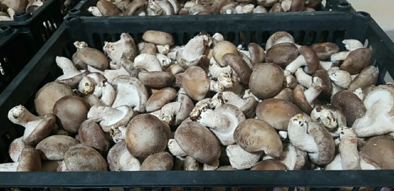 鲜香菇