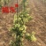 中国金银花之乡山东福东“致富王”金银花种苗