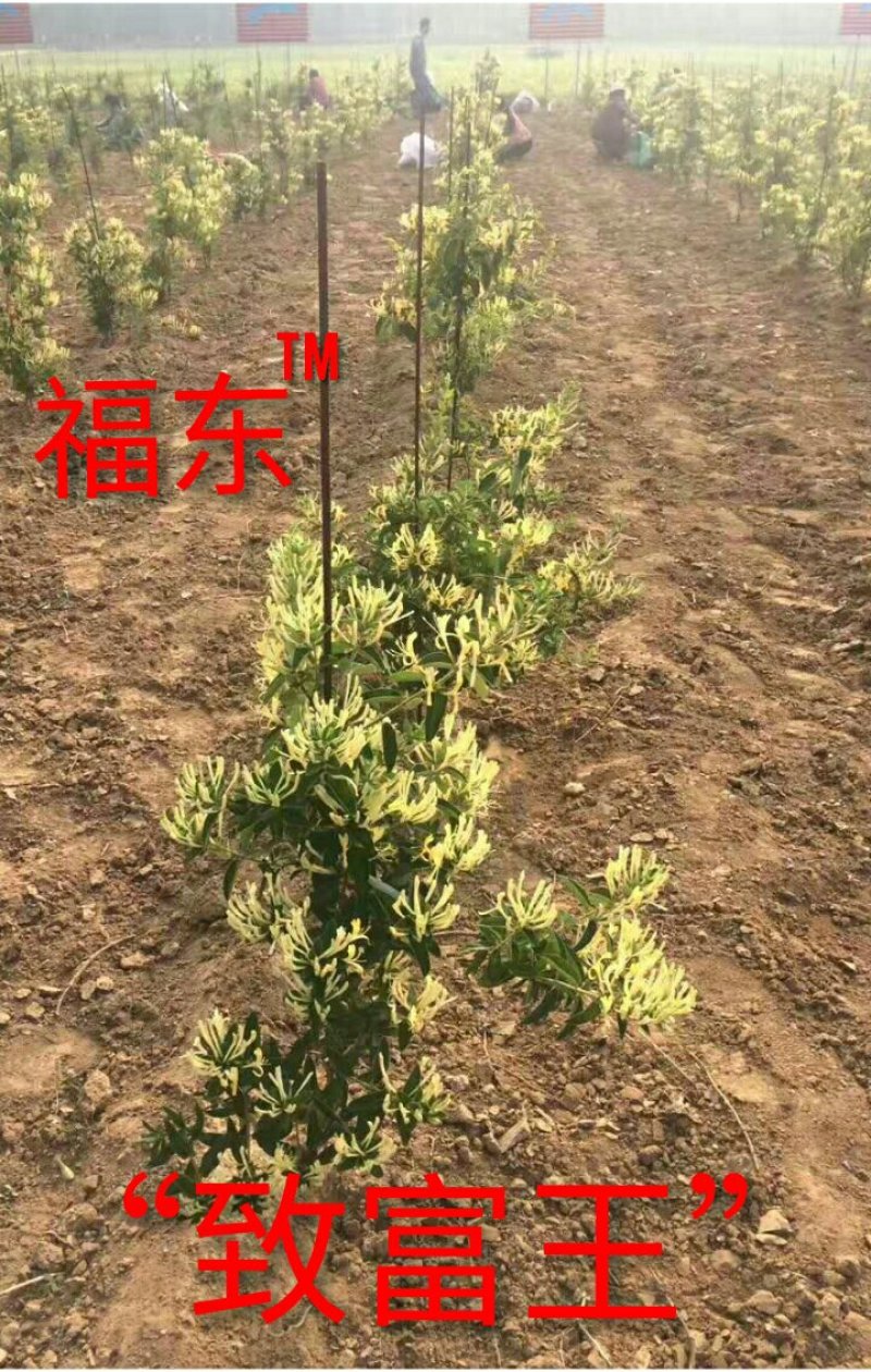 中国金银花之乡山东福东“致富王”金银花种苗