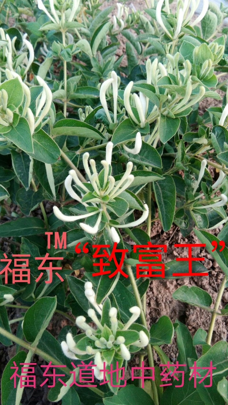 中国金银花之乡山东福东“致富王”金银花种苗