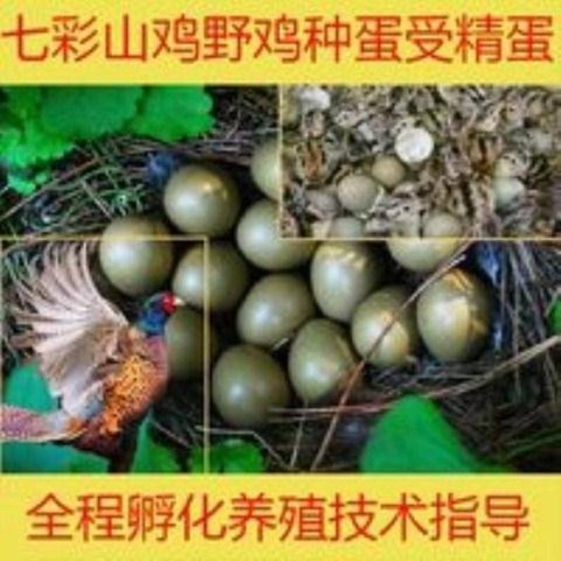 【30枚包邮】新鲜受精蛋七彩山鸡种蛋野鸡蛋受精率高80%