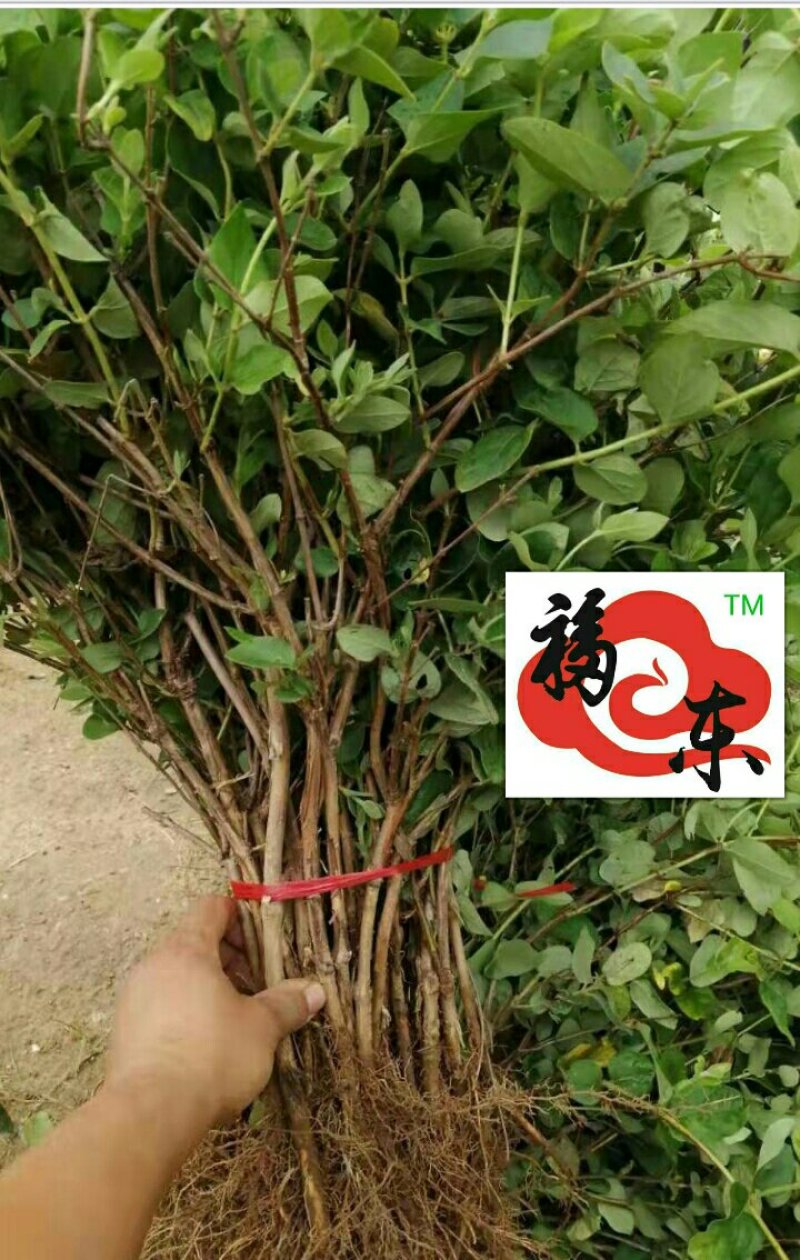 中国金银花之乡山东福东“致富王”金银花种苗