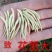 中国金银花之乡山东福东“致富王”金银花种苗