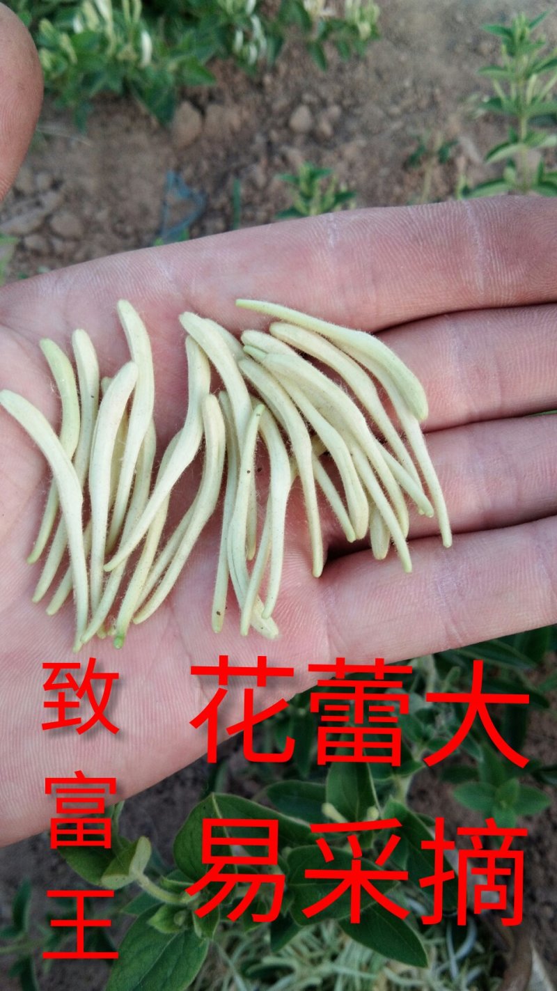 中国金银花之乡山东福东“致富王”金银花种苗