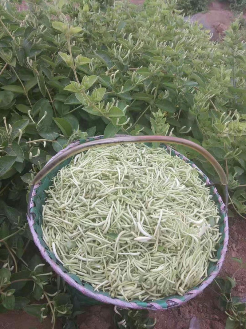 中国金银花之乡山东福东“致富王”金银花种苗