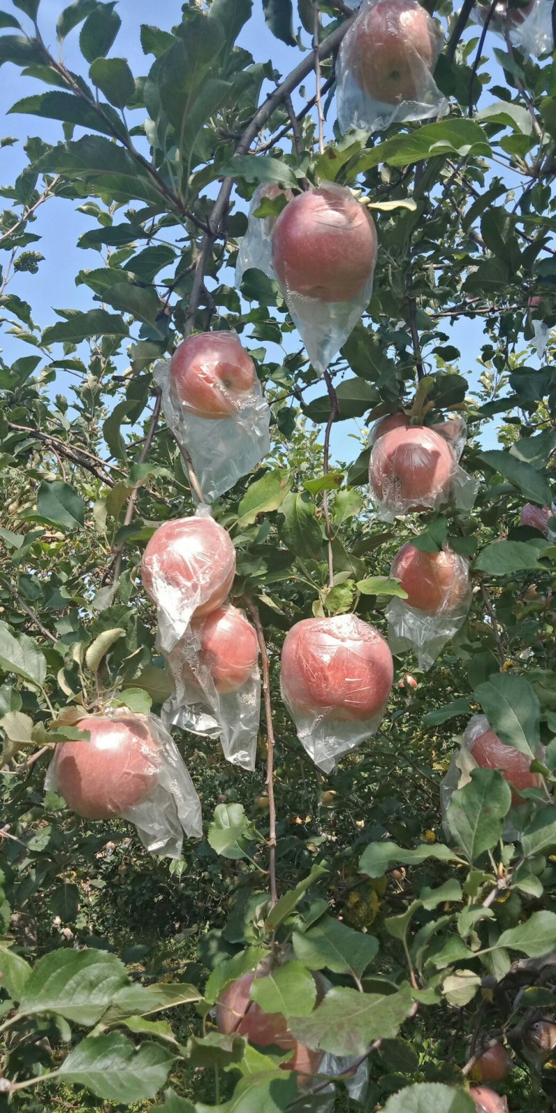 临猗红富士苹果膜带，早熟富士