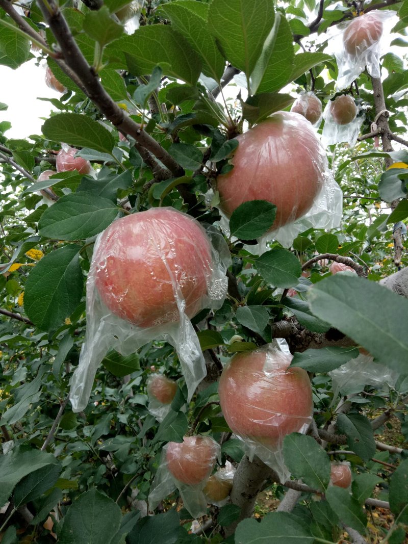 临猗红富士苹果膜带，早熟富士