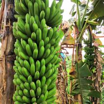 香蕉苗中蕉九号，金粉一号，威廉斯B6香蕉苗，红香蕉苗