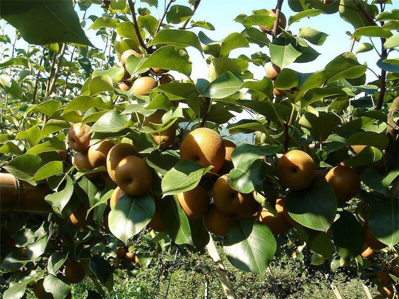 呈贡宝珠梨果园航拍图