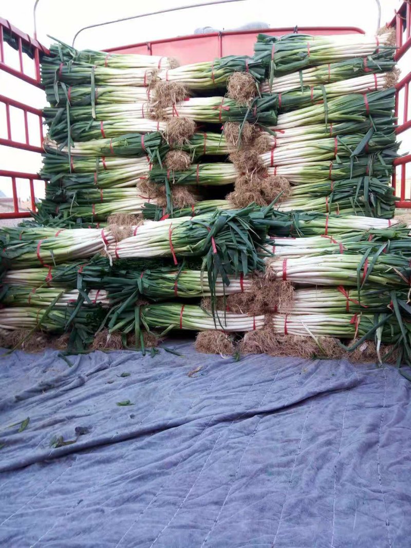 长白大葱毛葱葱白长供货量大质量可靠