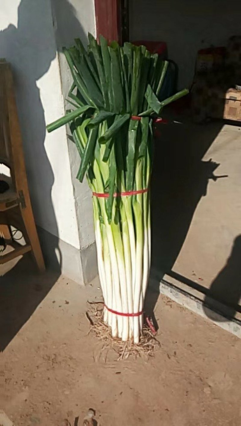 长白大葱毛葱葱白长供货量大质量可靠
