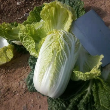 精品娃娃菜