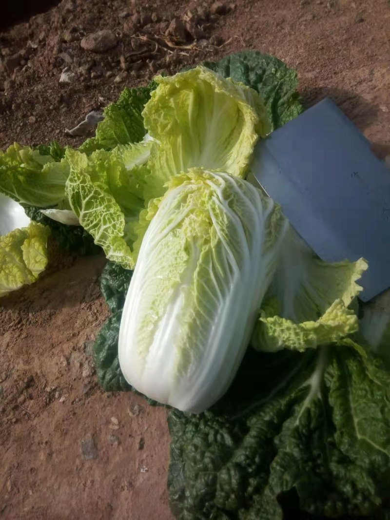 精品娃娃菜