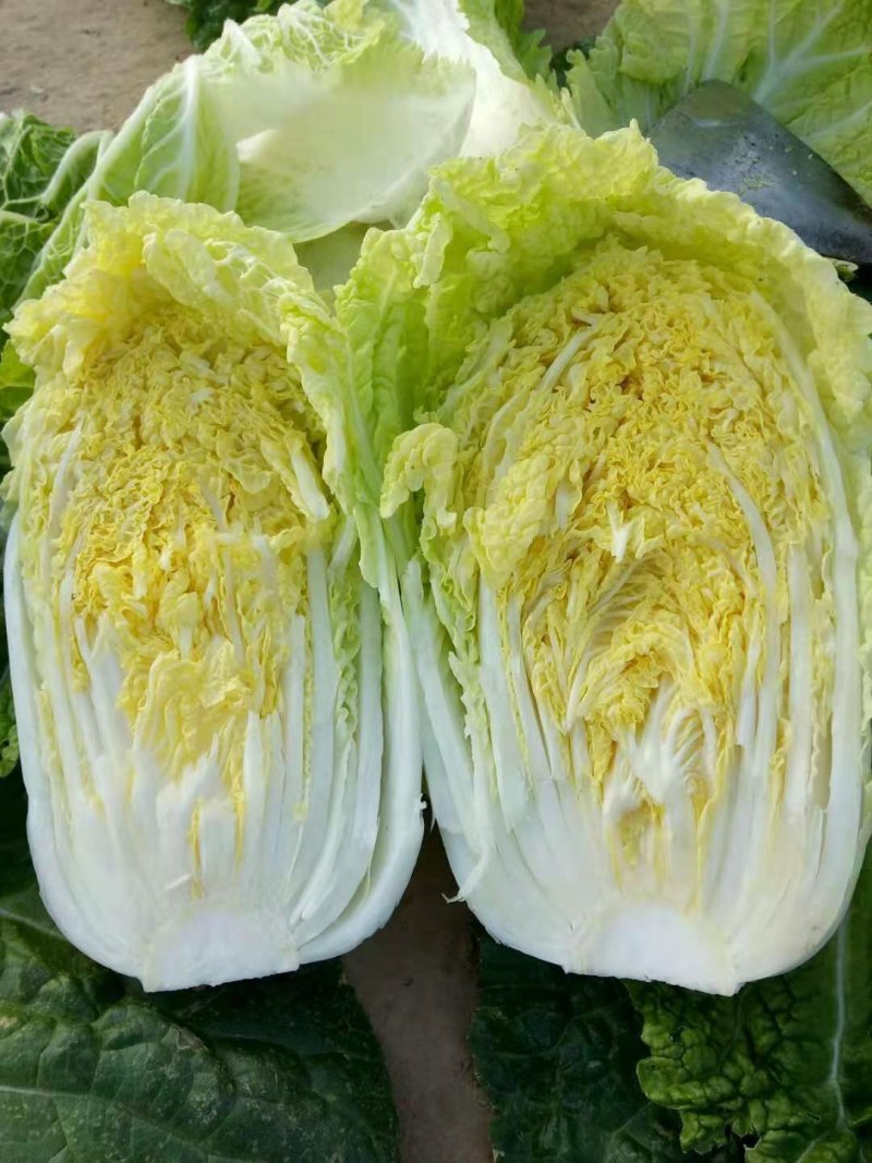 精品娃娃菜