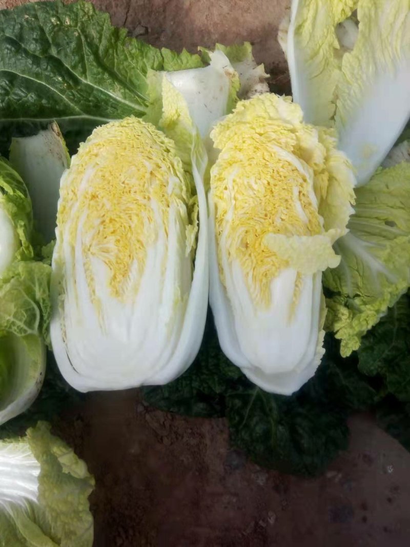 精品娃娃菜