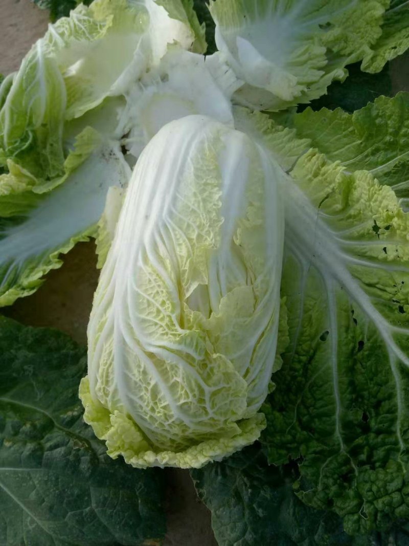 精品娃娃菜