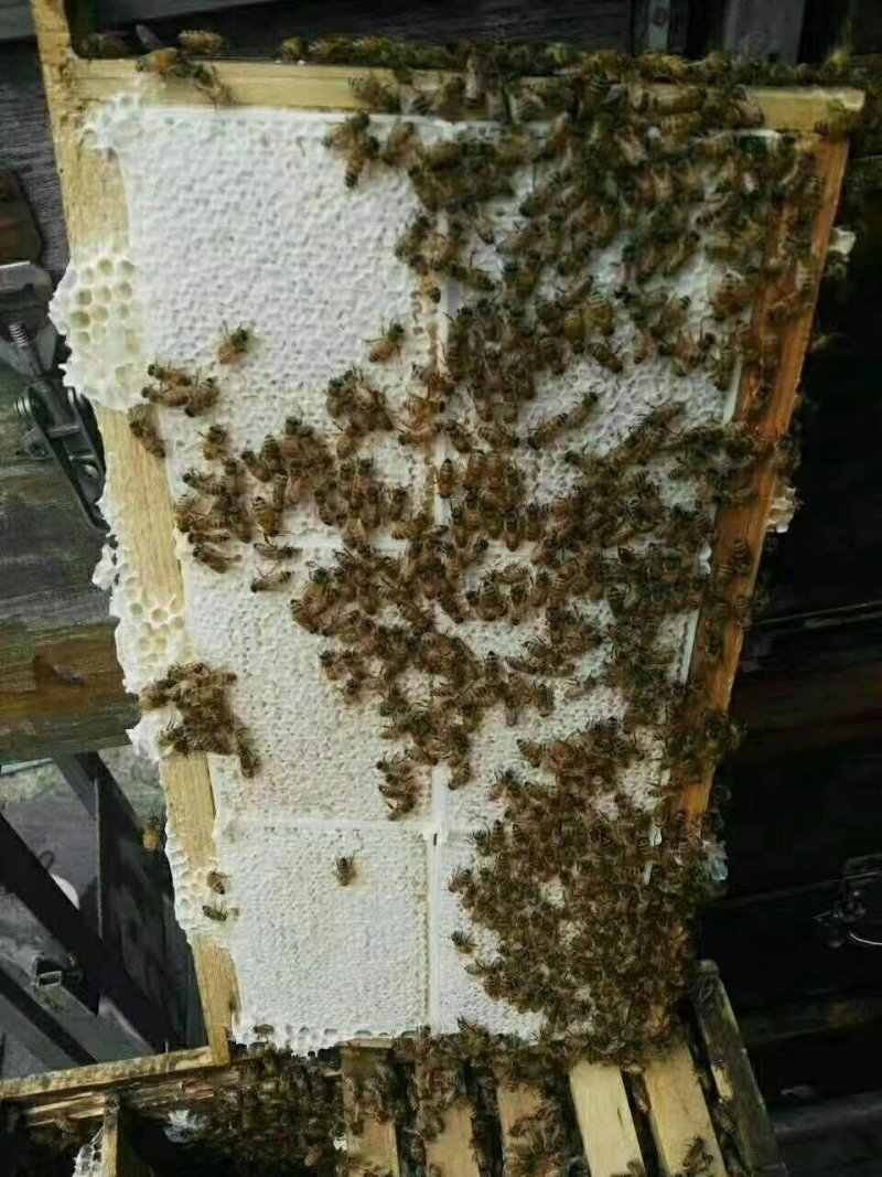 【蜂场直销】整脾切割巢蜜老蜂巢蜜纯蜜纯蜜假一陪十