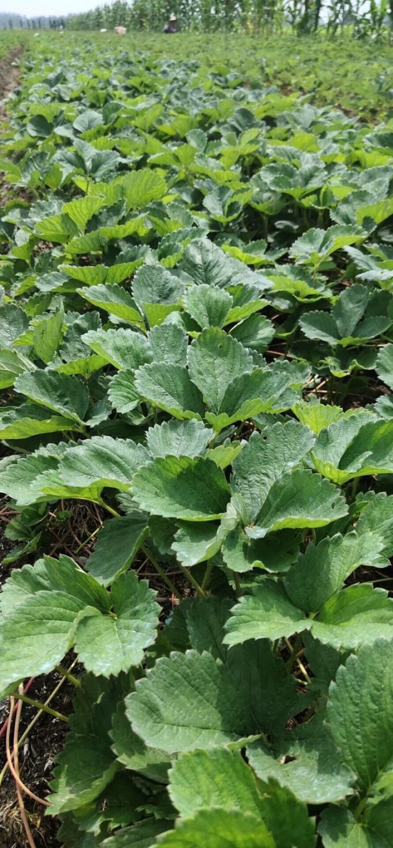 章姬草莓苗基地妙香七号红颜隋珠淡雪宁玉天仙醉穴盘苗