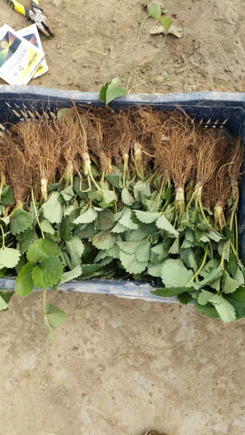 章姬草莓苗基地妙香七号红颜隋珠淡雪宁玉天仙醉穴盘苗