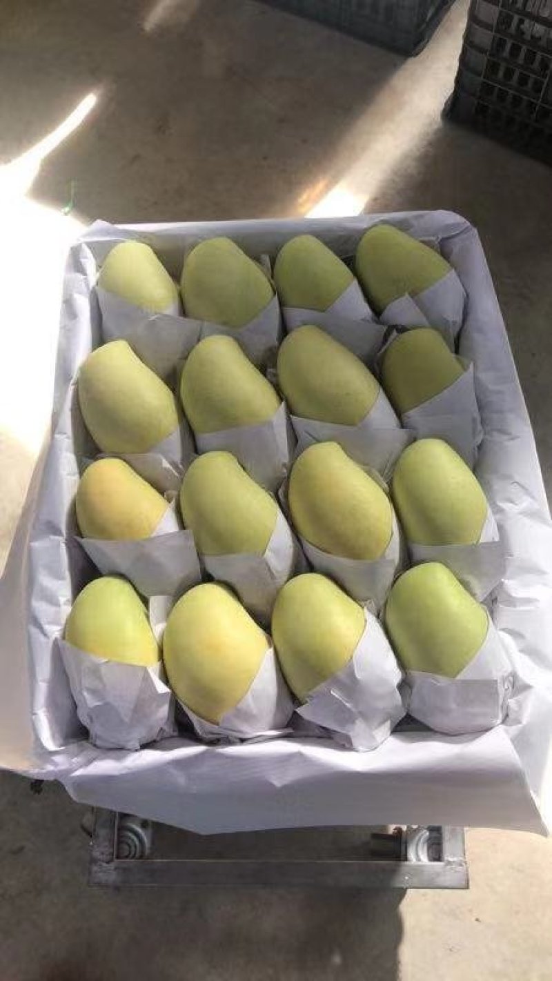 一级半高乐蜜芒果玉芒大青芒