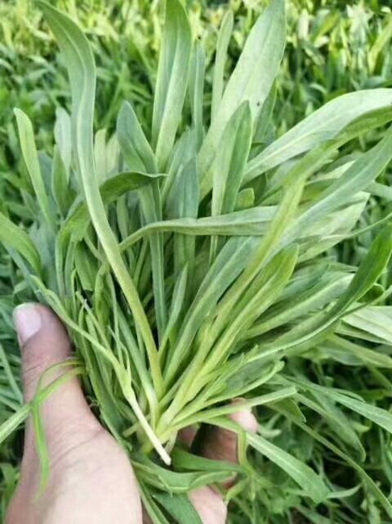 聊城大量常年供应特菜田七菜，穿心莲，欢迎全国客户联系。