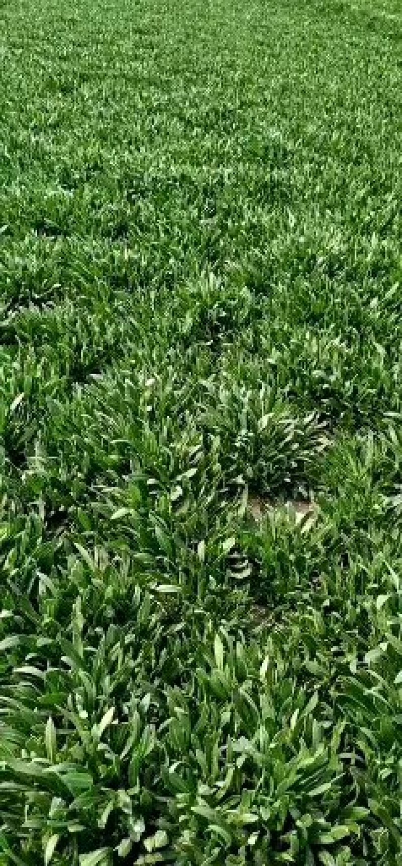 聊城大量常年供应特菜田七菜，穿心莲，欢迎全国客户联系。