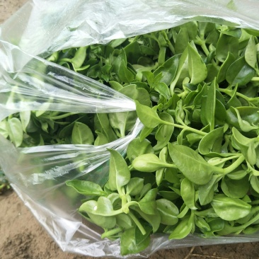 聊城大量常年供应特菜田七菜，穿心莲，欢迎全国客户联系。