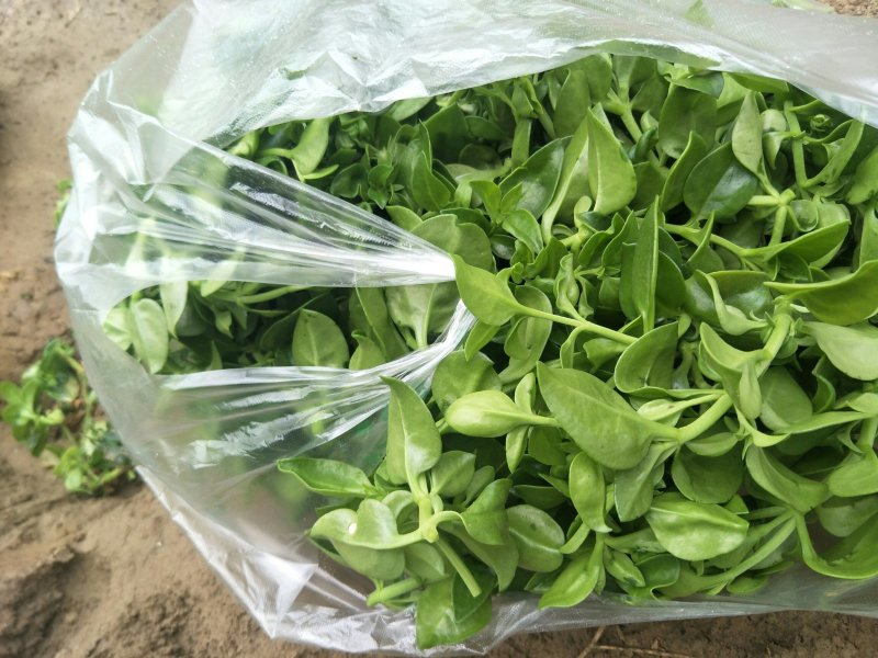 聊城大量常年供应特菜田七菜，穿心莲，欢迎全国客户联系。