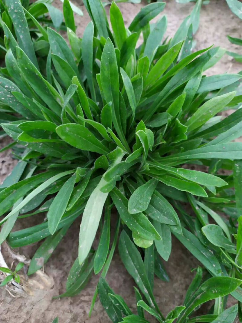聊城大量常年供应特菜田七菜，穿心莲，欢迎全国客户联系。