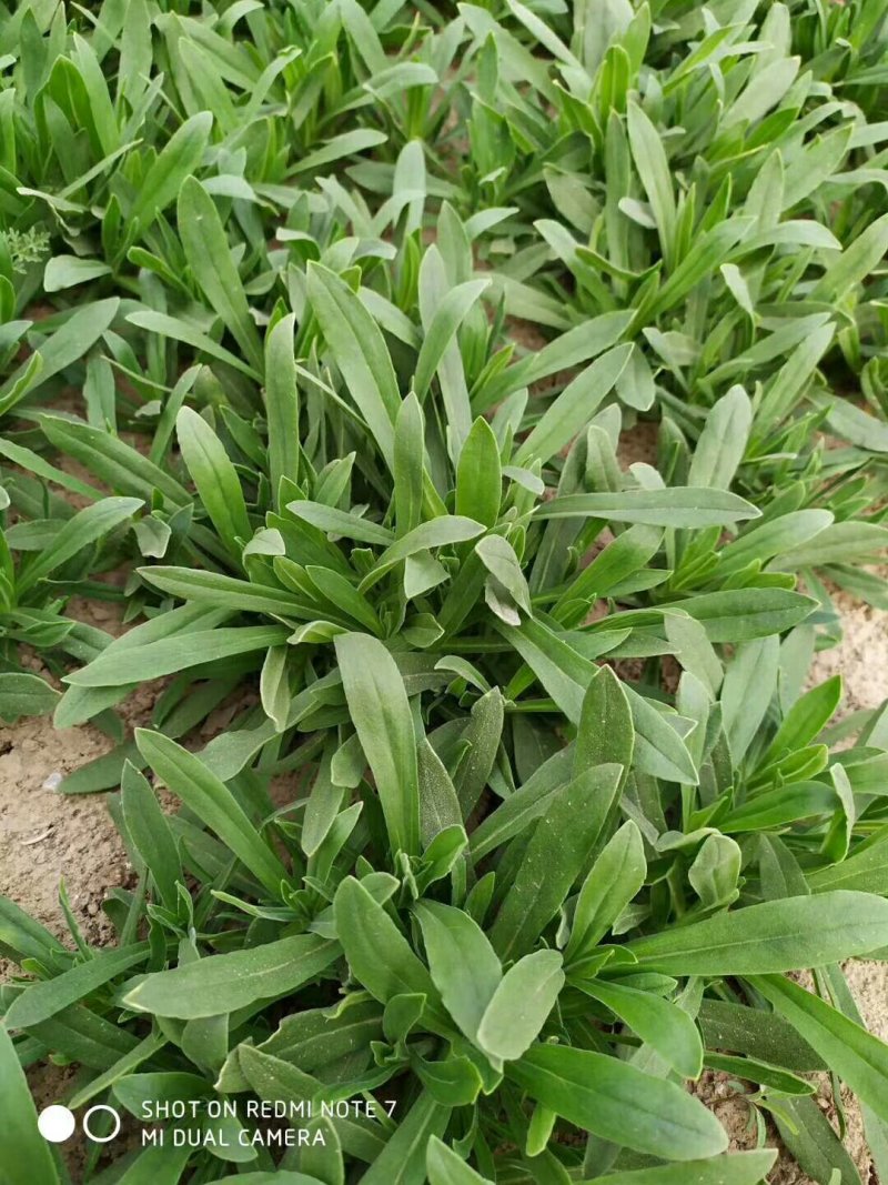 聊城大量常年供应特菜田七菜，穿心莲，欢迎全国客户联系。