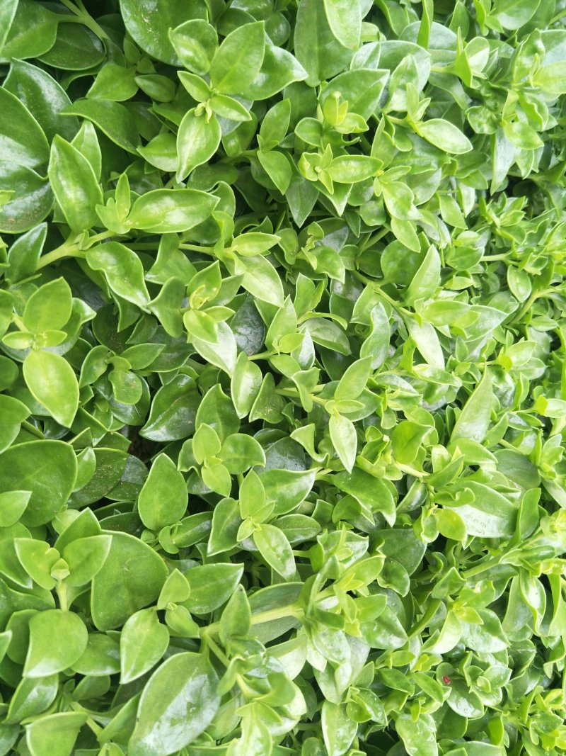聊城大量常年供应特菜田七菜，穿心莲，欢迎全国客户联系。