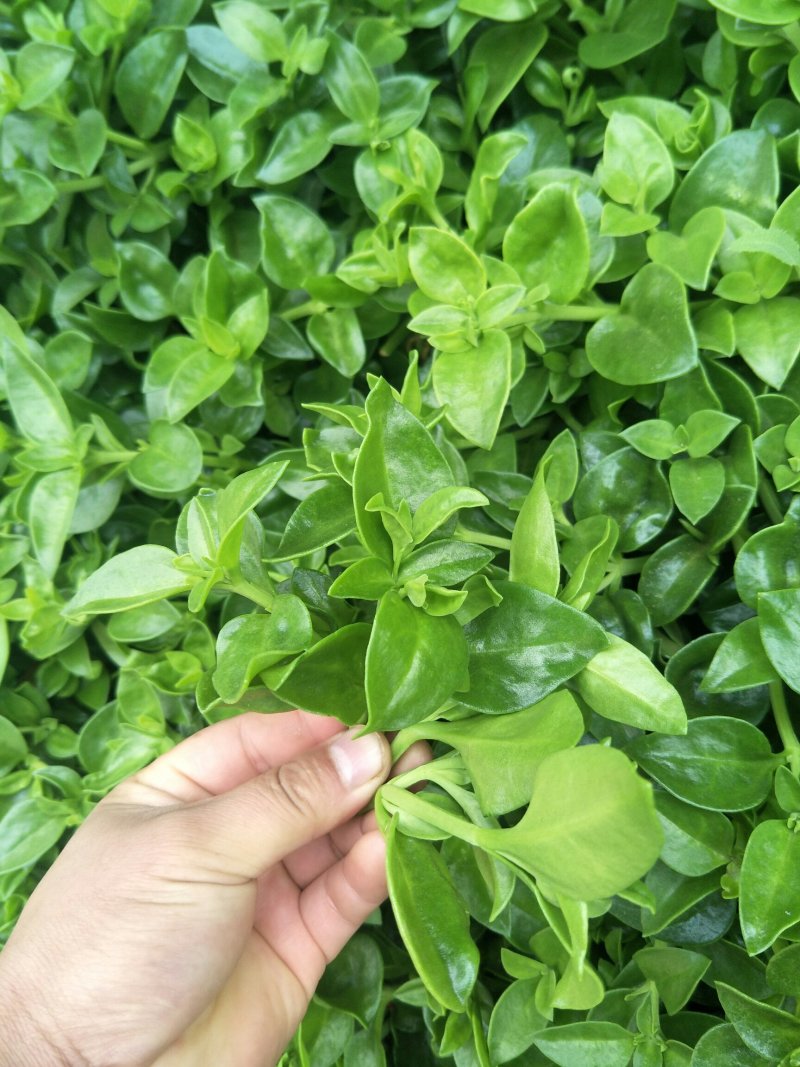 聊城大量常年供应特菜田七菜，穿心莲，欢迎全国客户联系。