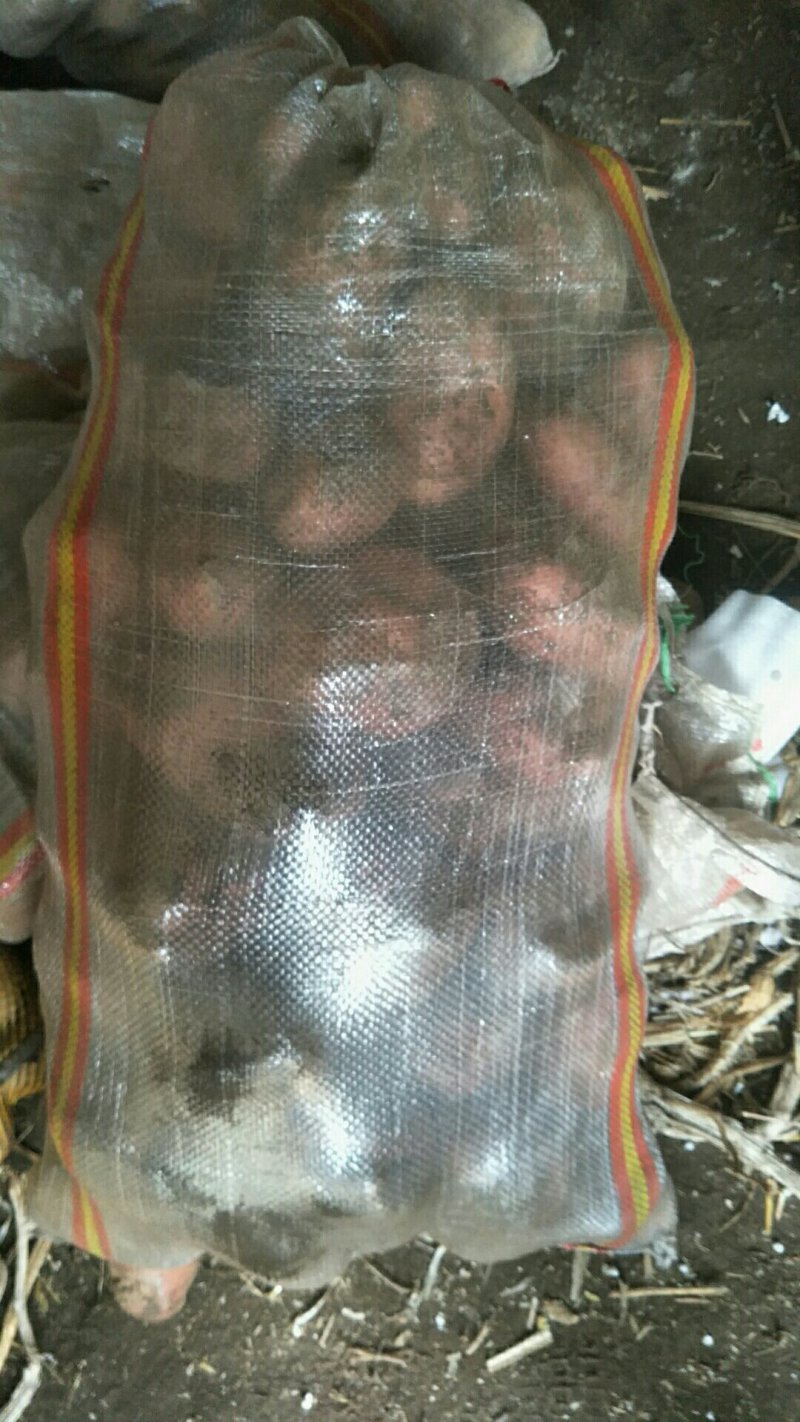 何兰十四土豆