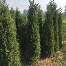 塔柏各种1米-4米规格齐全欢迎前来考察
