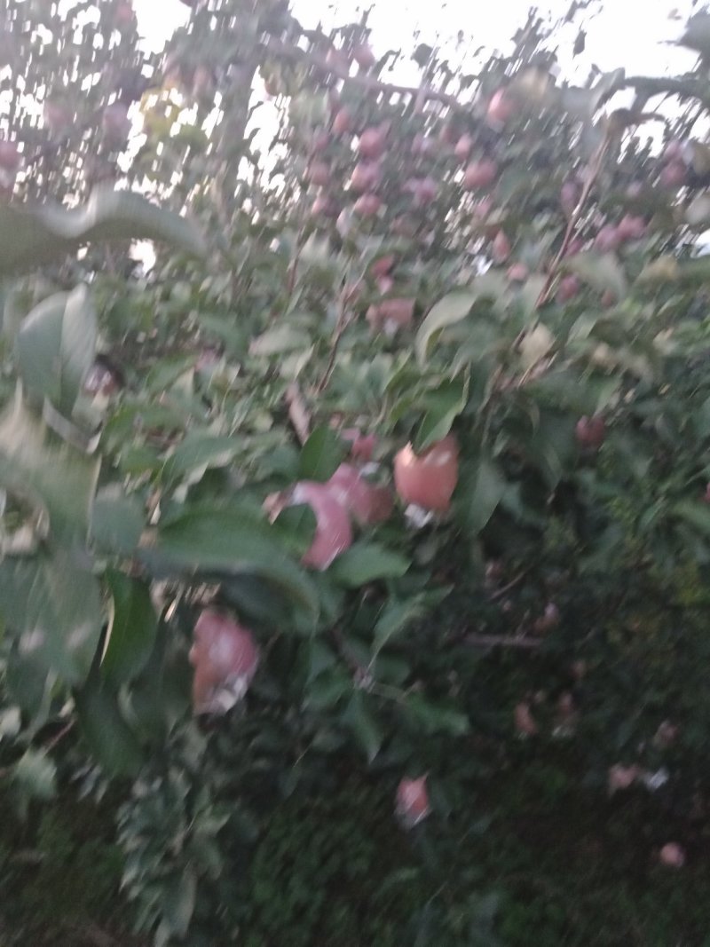 山西临汾红富士苹果，