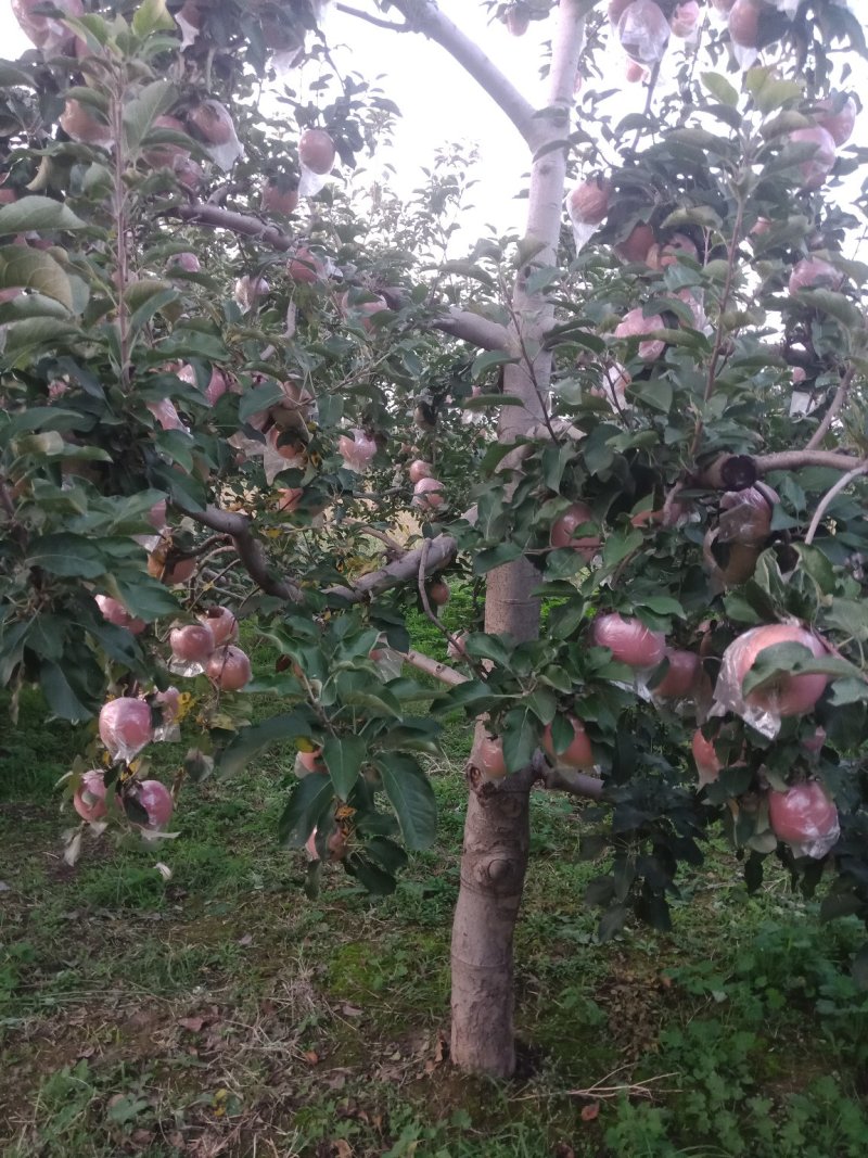 山西临汾红富士苹果，