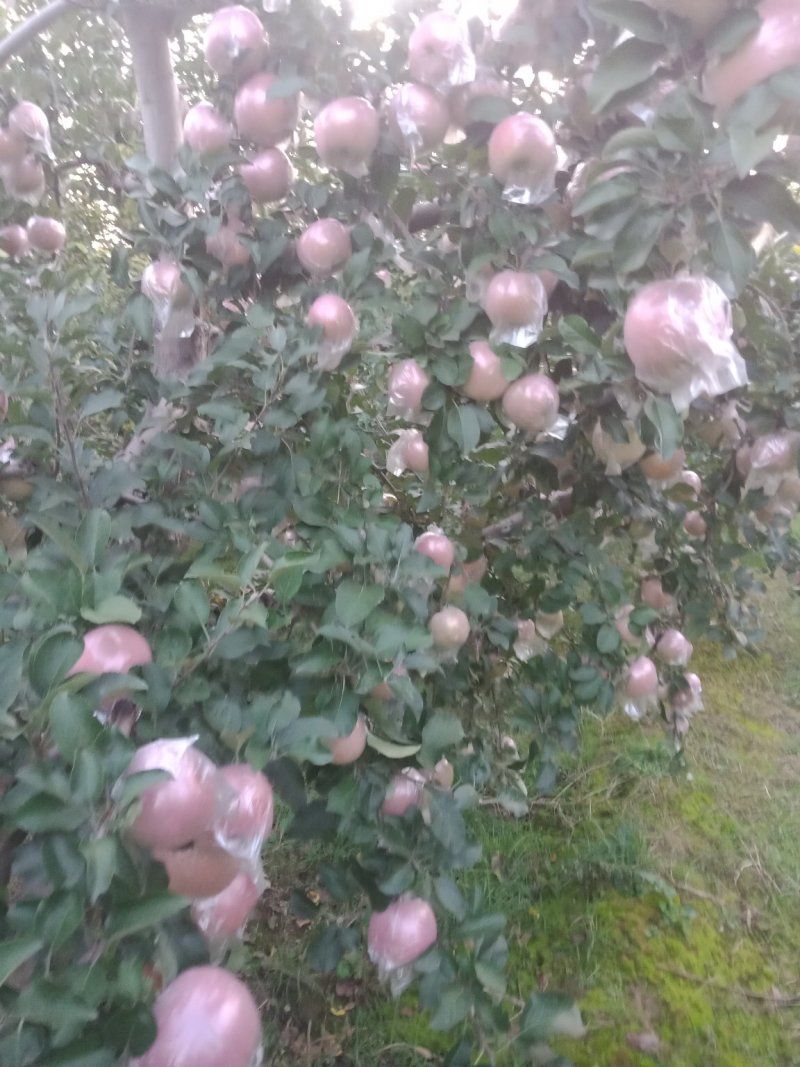 山西临汾红富士苹果，