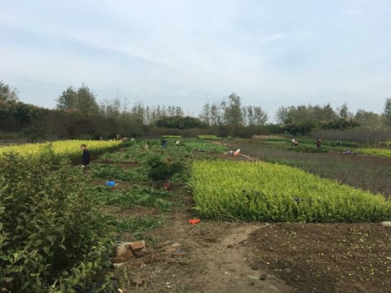 常年批发销售黄刺玫价格优惠，大量现货大量出售