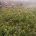 常年批发销售黄刺玫价格优惠，大量现货大量出售