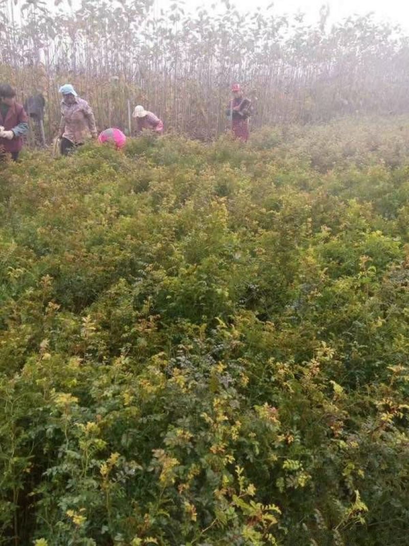 常年批发销售黄刺玫价格优惠，大量现货大量出售