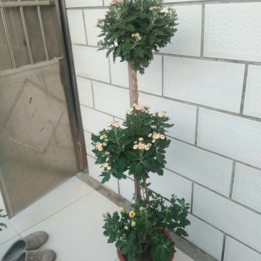 嫁接1.5米高多层多颜色秋菊