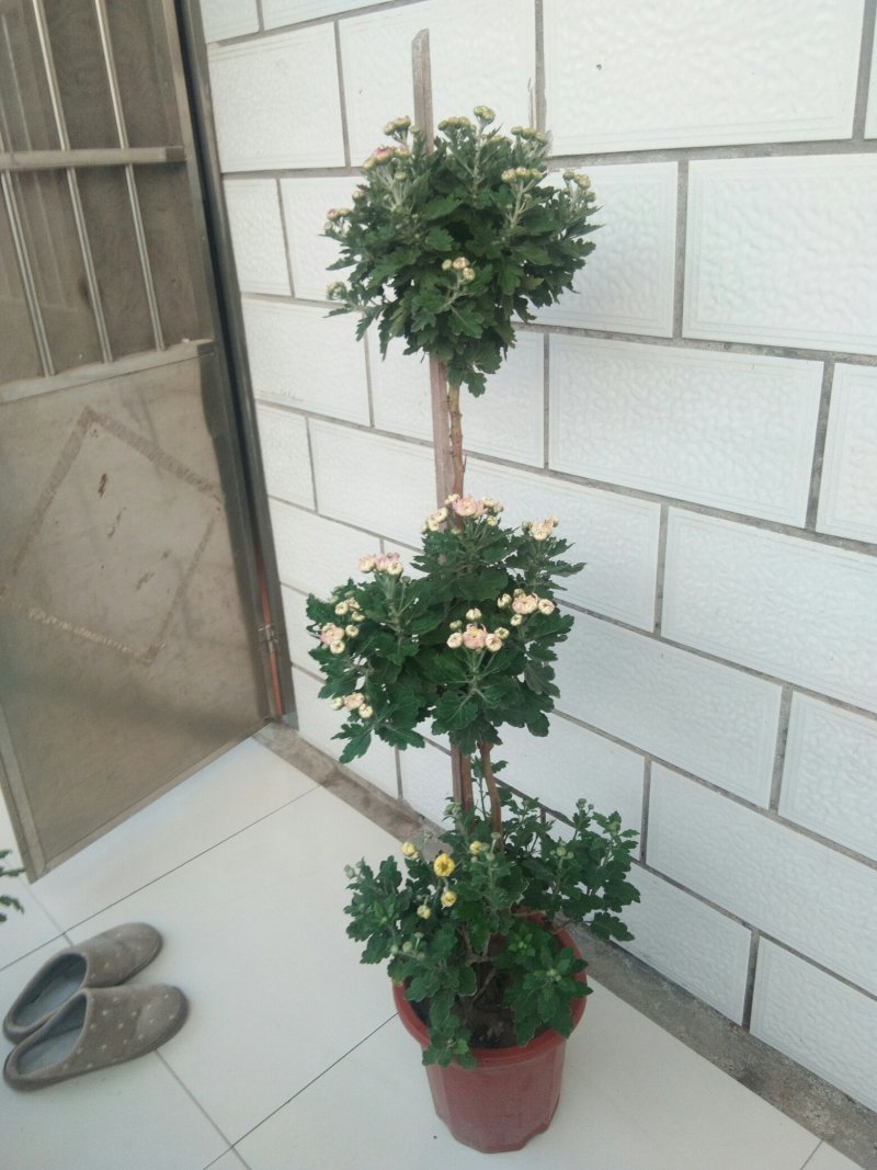 嫁接1.5米高多层多颜色秋菊