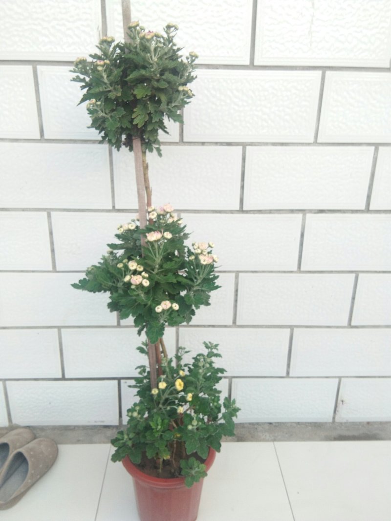 嫁接1.5米高多层多颜色秋菊