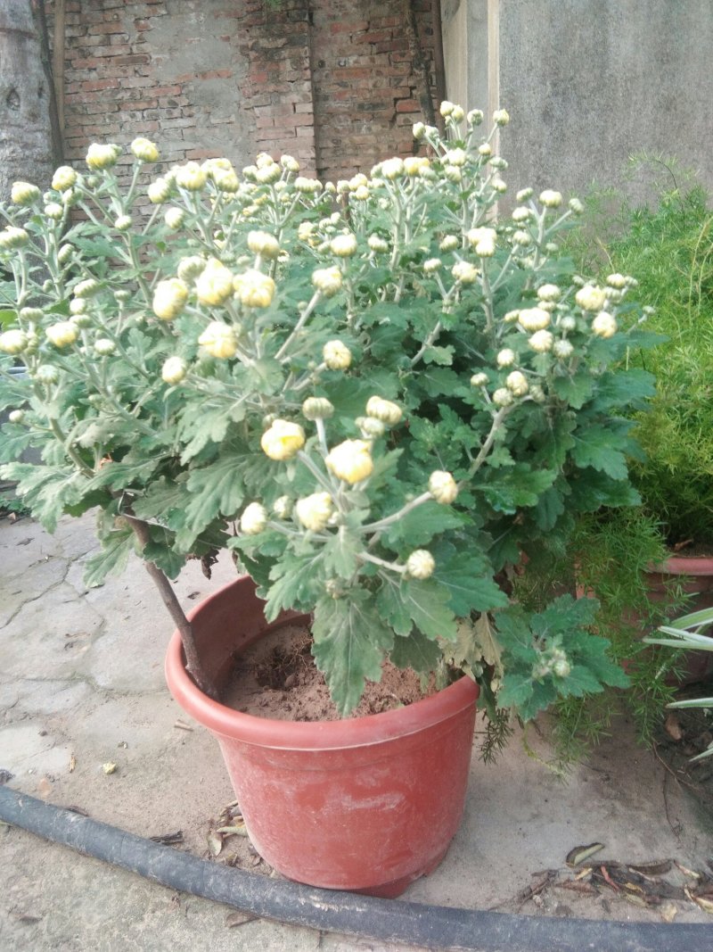 嫁接1.5米高多层多颜色秋菊