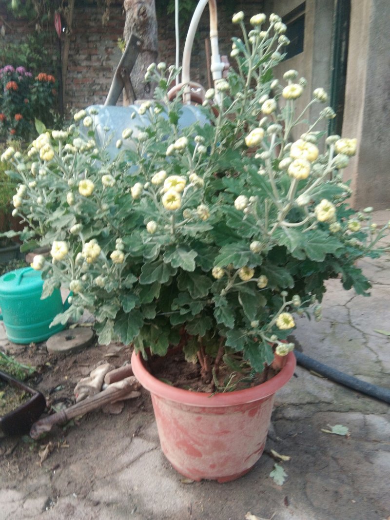 嫁接1.5米高多层多颜色秋菊