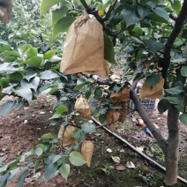 晚秋黄梨